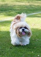 Shih Tzu is a decorative dog