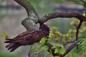 Turkey Vulture is sitting on the tree branch