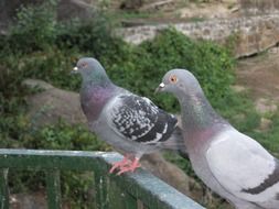 pigeons are sitting on a metal fence