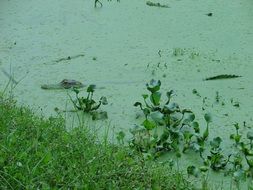 Crocodile Camouflage