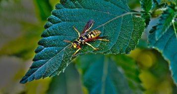 wasp sitting on a green leaf