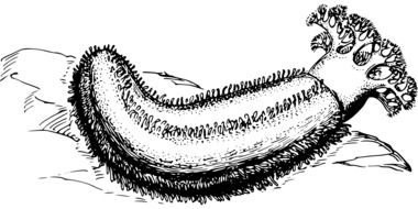Sea Cucumber drawing
