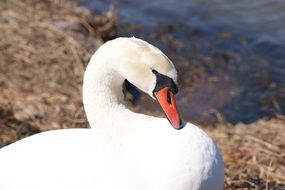 fine white swan