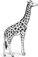 black white giraffe picture