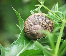 snail shell on a green leaf