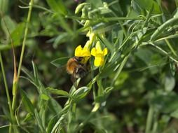 Closeup of bee on a flower collects pollen