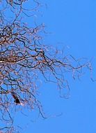 Twisted Willow against the blue sky on a sunny day