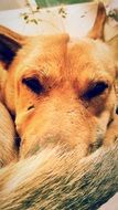 red Dog with nose covered with tail