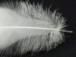 white bird feather on a dark surface