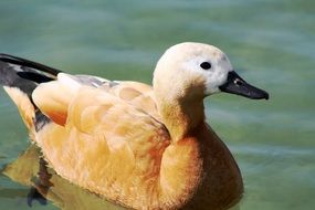 Nice red duck is swimming in the pond
