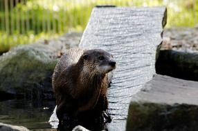 an otter on a board in an aviary on blurred background