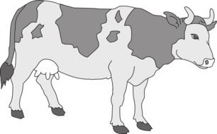 grey pattern of cow