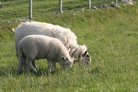 sheep on the farm eat grass