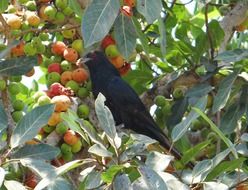 asian koel eating tree fruits