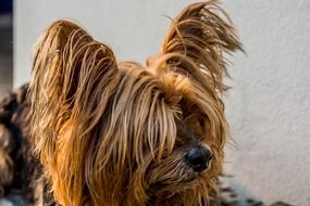 Yorkshire Terrier is a small dog