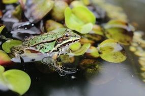 frog in the garden pond