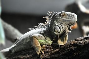 lizard on a tree trunk