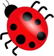 graphic image of a ladybug in detail