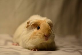 hairy beige guinea pig close-up on blurred background