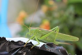 green grasshopper on the plastic bag