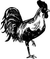 rooster as a black and white graphic image