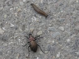 Big beetle is hunting for snail