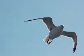 free seagull in flight