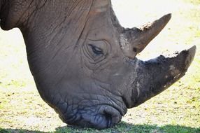 Closeup portrait of Rhino