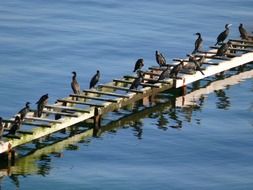 many birds on a wooden staircase on the water