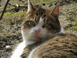 home cat on the nature