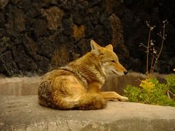 coyote lying on the stone