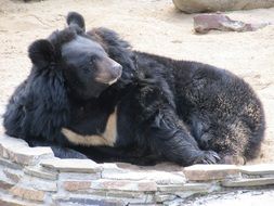 Bear Animals playing in zoo