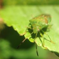 green beetle on a green leaf close-up