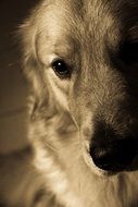 dog looking straight, portrait, sepia