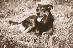 Dog with stick out tongue lays on grass, sepia