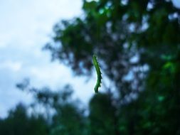 green Caterpillar hanging in air, trees at background