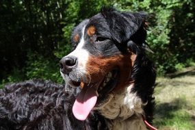 portrait of a cute bernese mountain dog