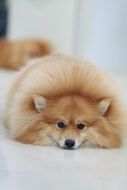 portrait of fluffy red pomeranian dog