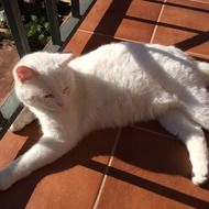white cat lies on a brown tile