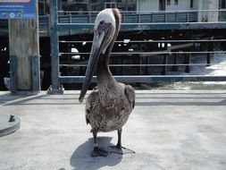 pelican on pier