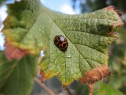 Ladybug Insect on autumn leaf closeup