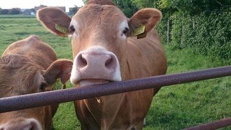 cows in the paddock on a green meadow