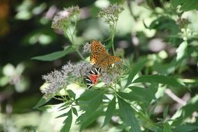 various butterflies on a flowering bush