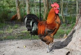Rooster is a domestic poultry