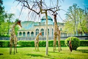 garden decoration in the form of wire figures of giraffes