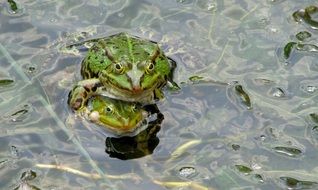 frog in a frog pond