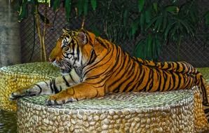 adult tiger in captivity