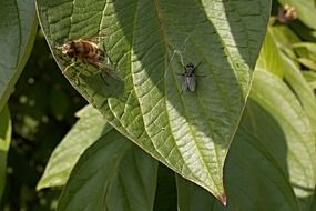 insects on green leaf macro