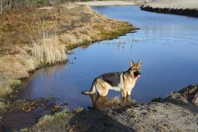 German shepherd near the water in spring