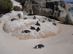 penguins on boulders on a beach in south africa